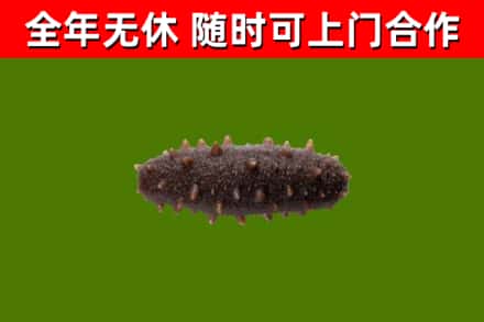 海宁市烟酒回收干海参.jpg